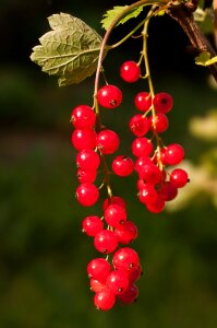 Fruit berries soft fruit