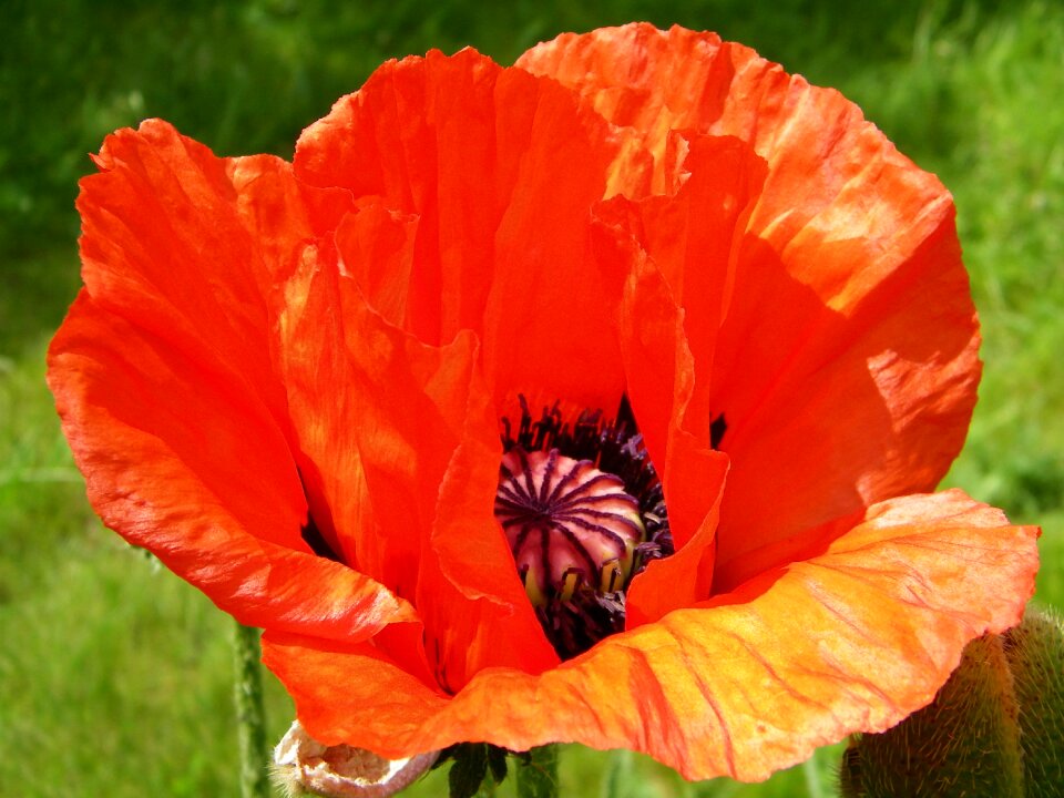 Flower red summer photo