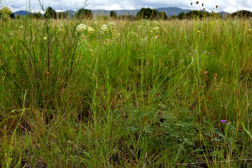Asclepias subverticillata