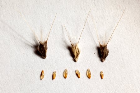Chloris virgata