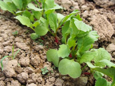 Bio natural garden