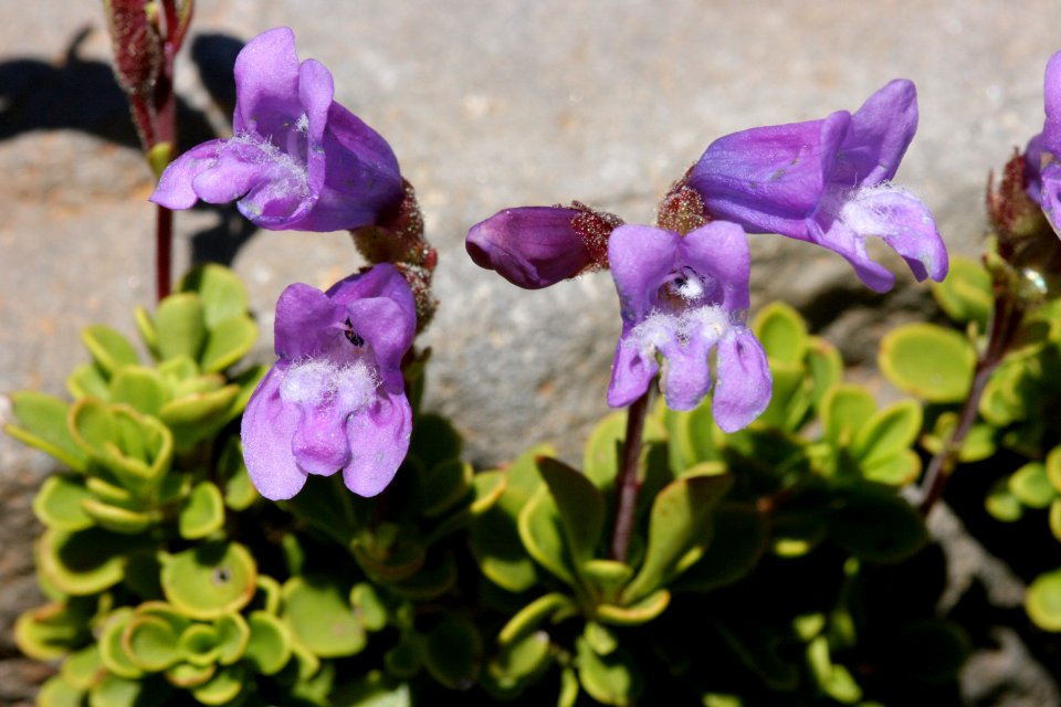 Penstemon davidsonii