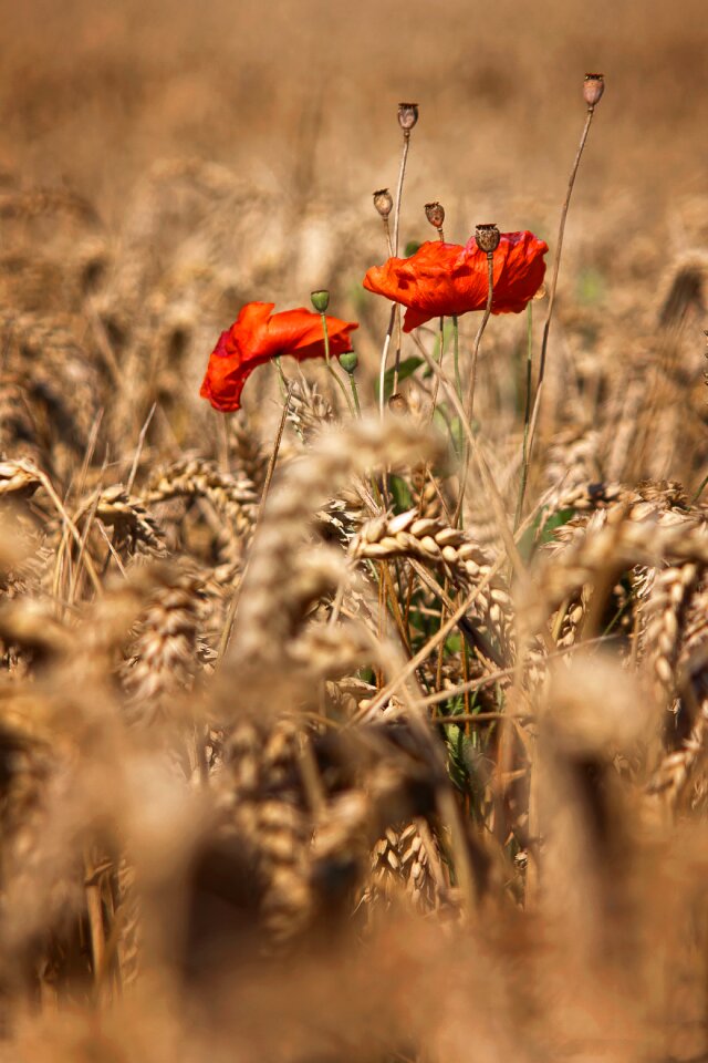 Summer sun cereals