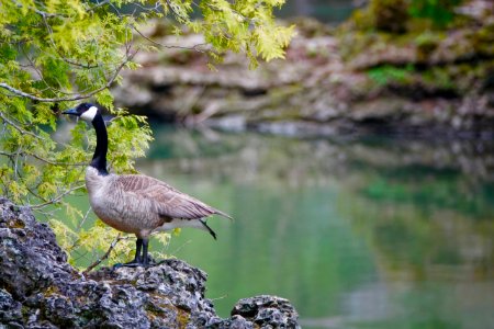 Canadian goose found its way on a huge slump rock, high above the river photo