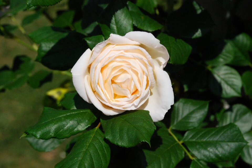 Rose flower rose bloom
