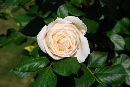 Rose flower rose bloom
