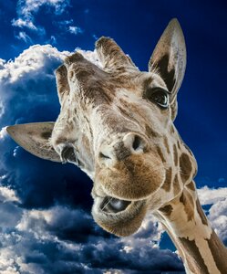 Sky wild animal