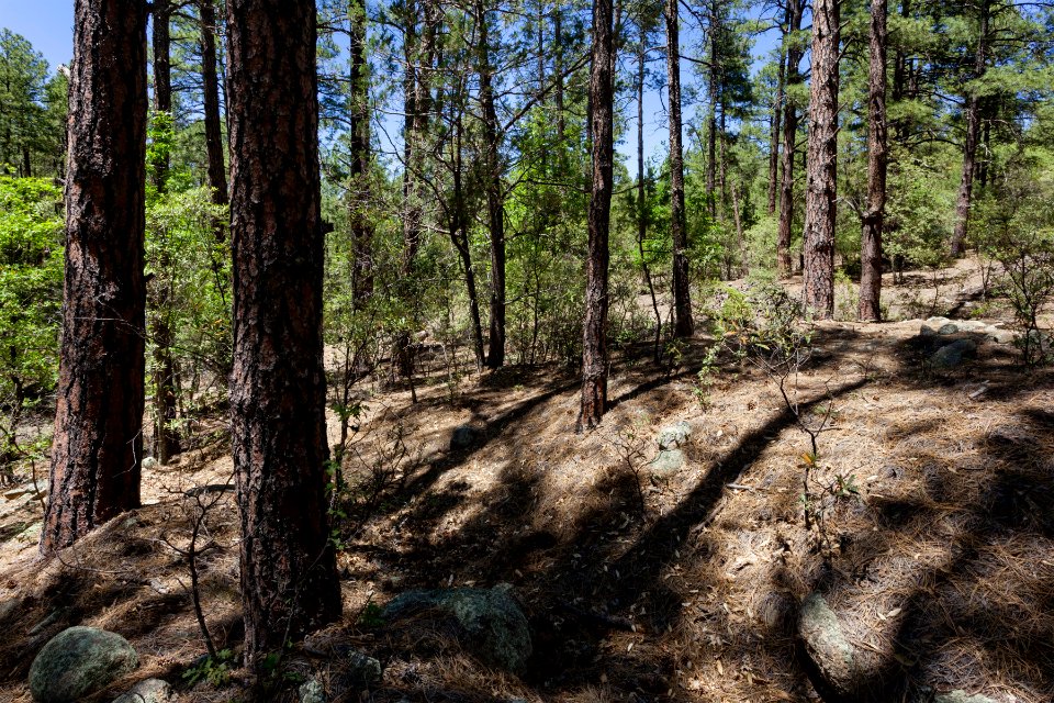 Pinos Altos Mountains