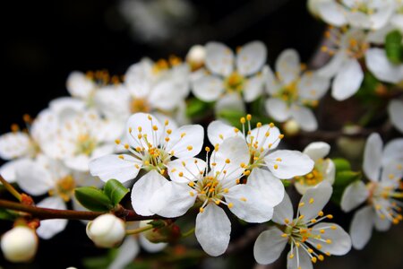 Flower white spring