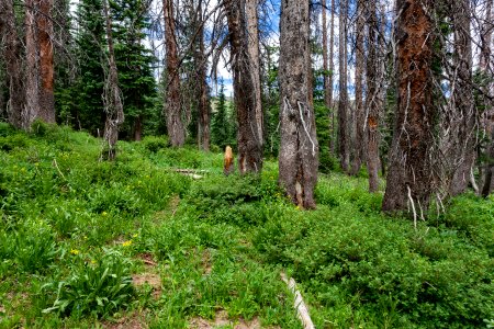 Near Rio de los Pinos