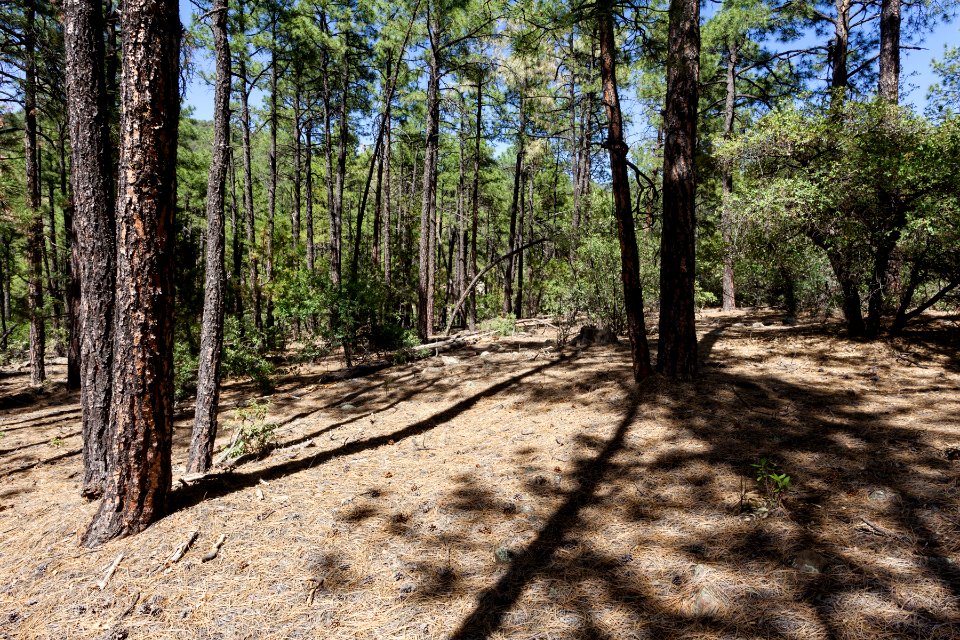 Pinos Altos Mountains