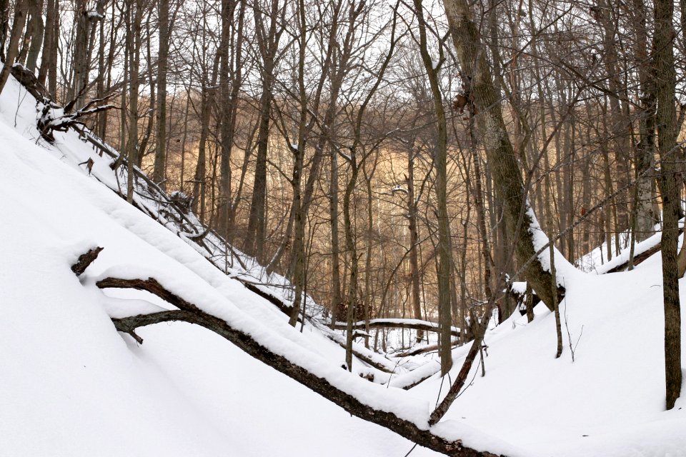 Ravine at Griffy