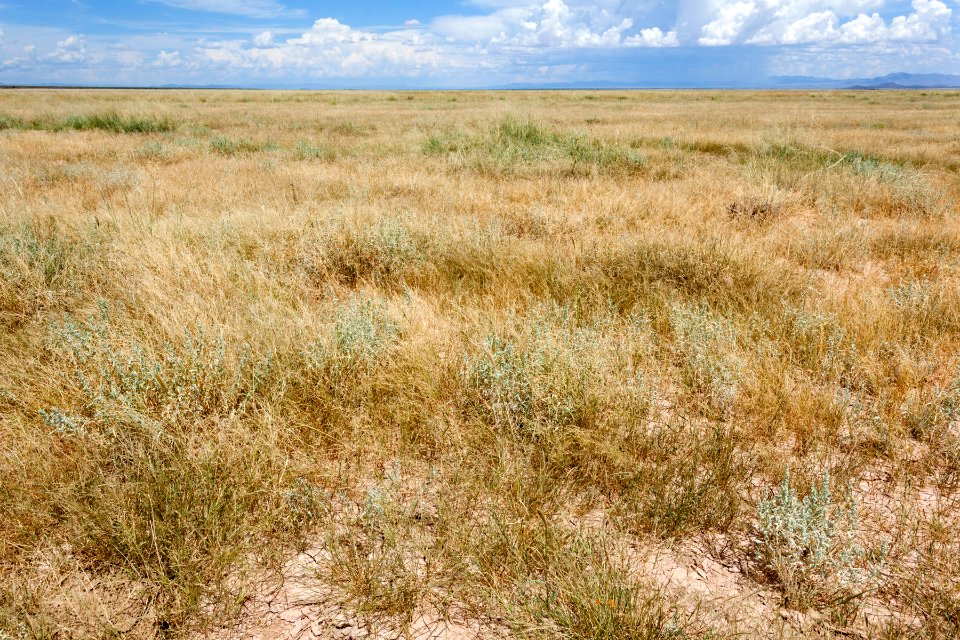 Lordsburg Playa