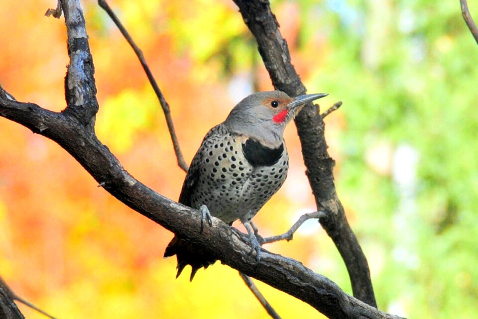 Woodpecker wildlife nature
