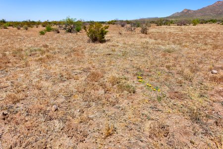 Near Baylor Canyon Road