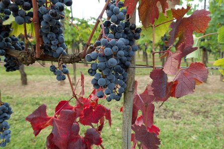 Vine nature autumn