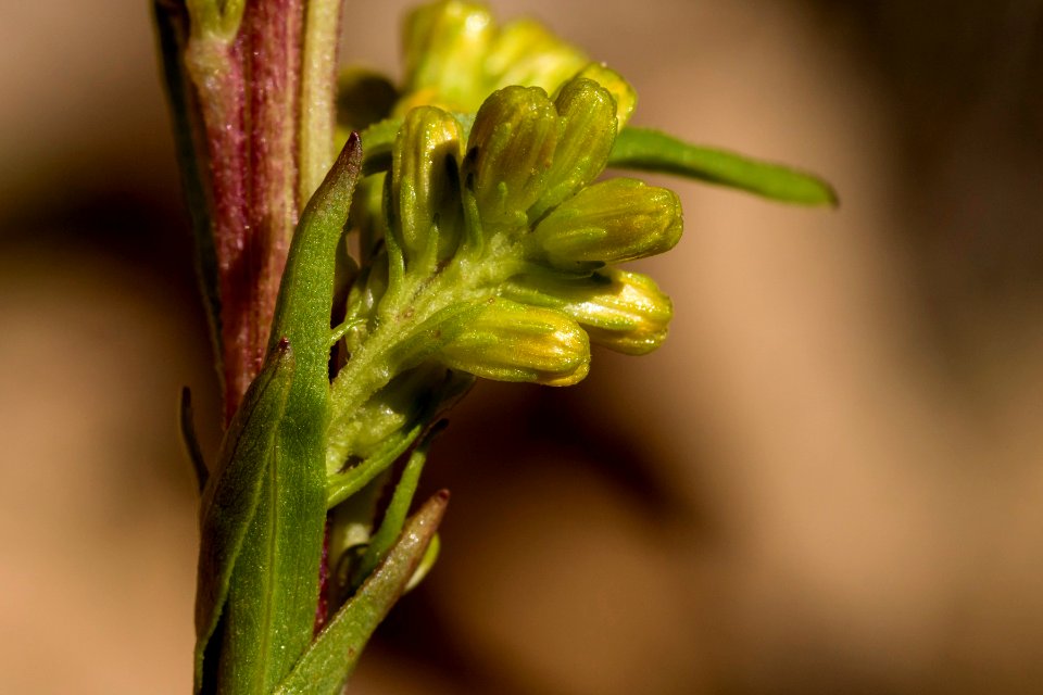 Solidago simplex