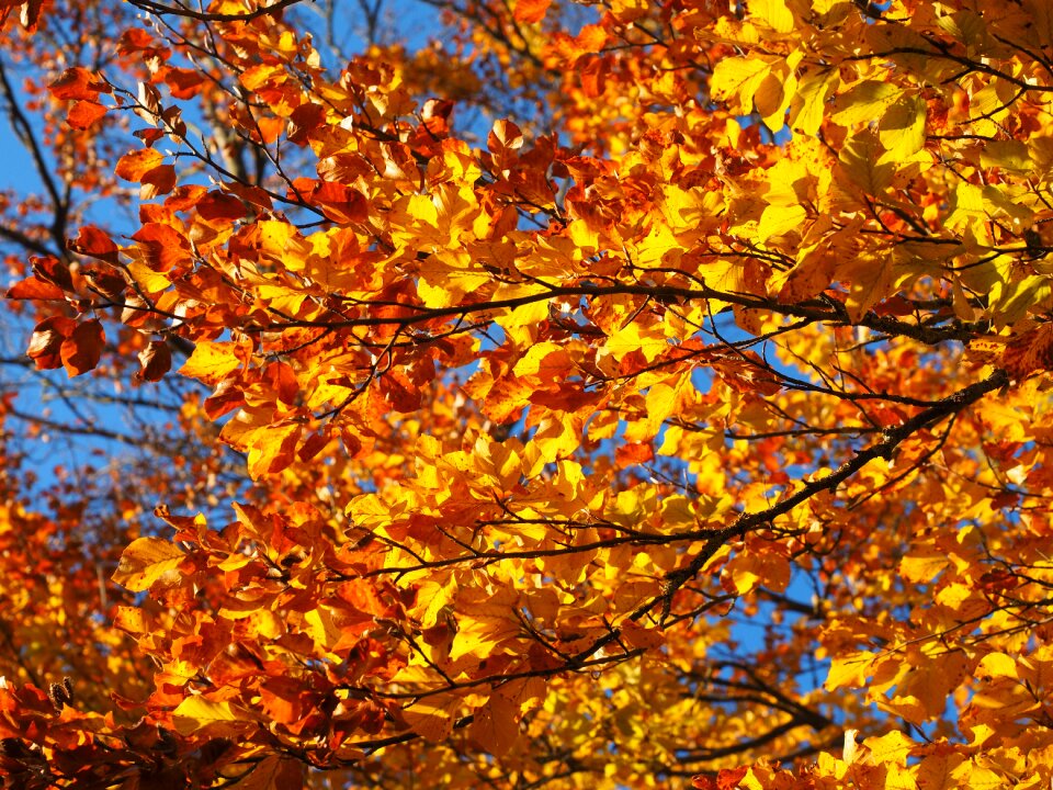 Fall foliage golden fall color photo