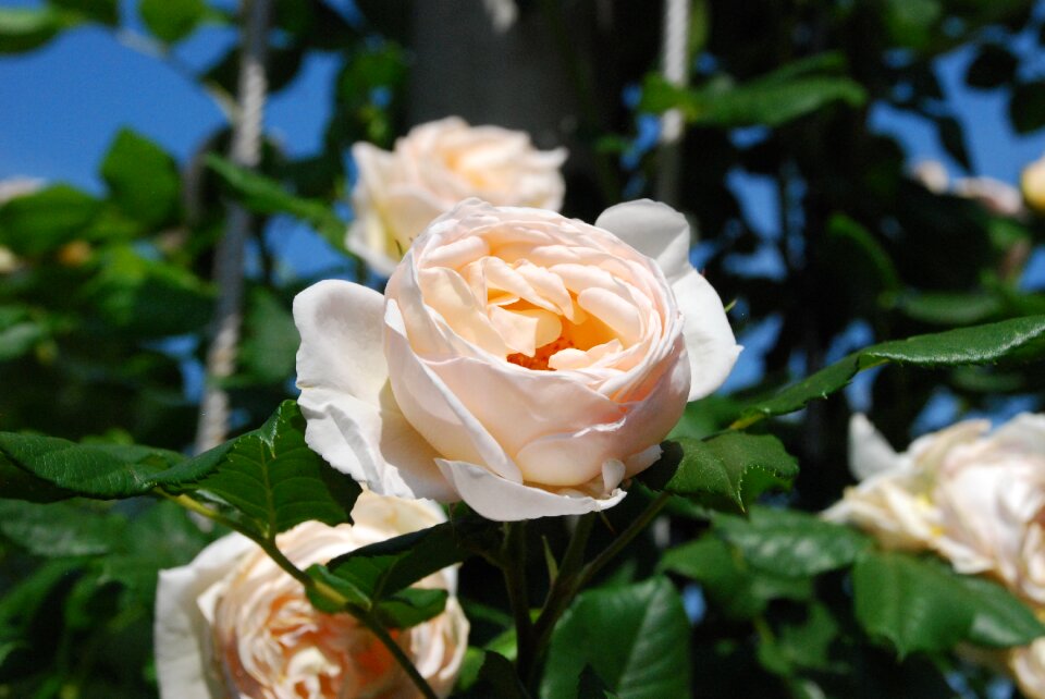 Rose flower rose bloom