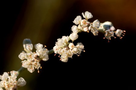 Eriogonum annuum