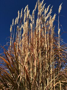 Green nature plant