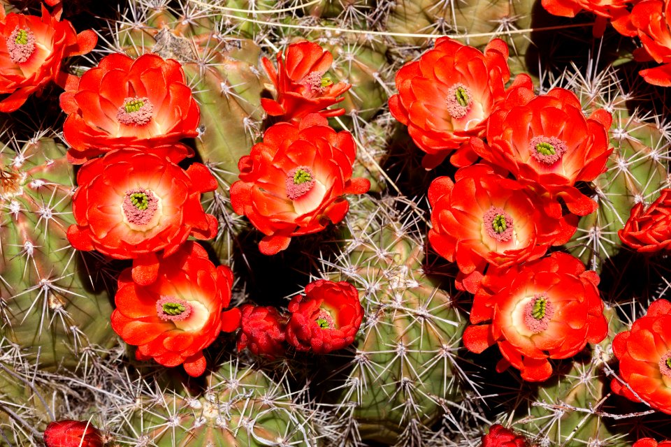 Echinocereus coccineus