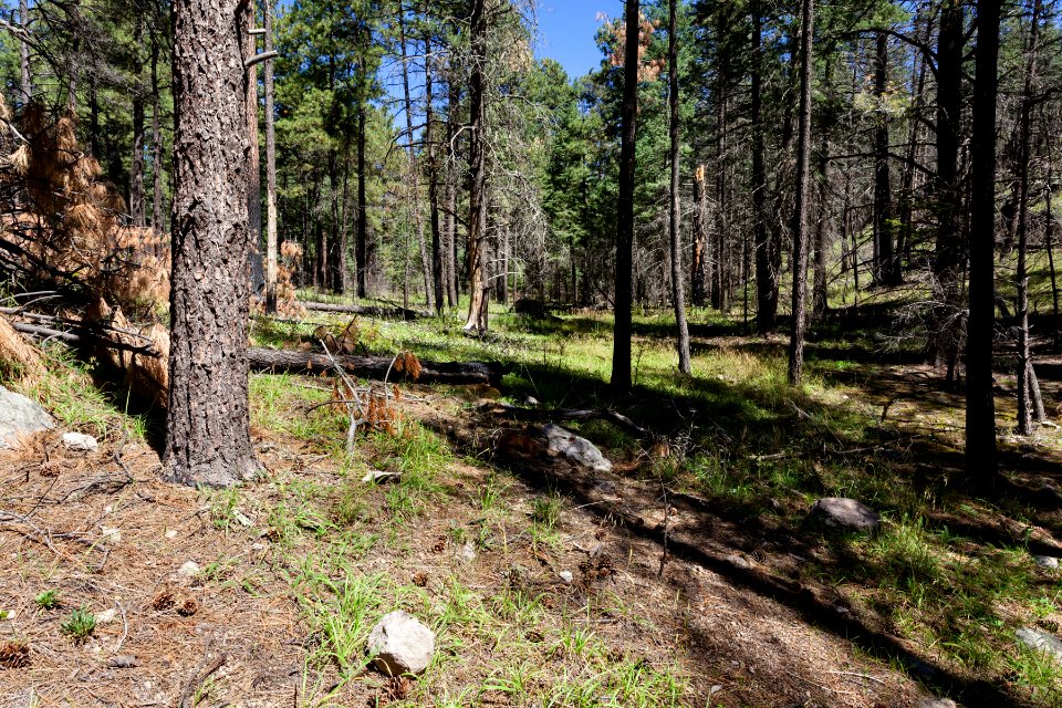 Quaking Aspen Canyon