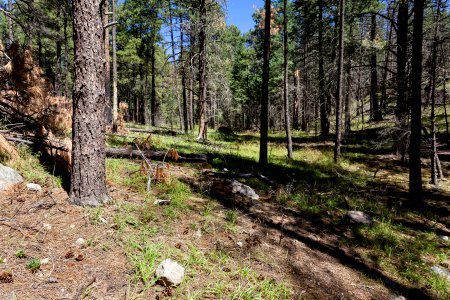 Quaking Aspen Canyon