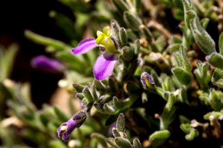 Polygala macradenia