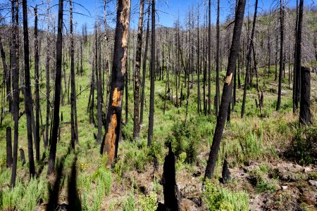 Near Quaking Aspen Canyon