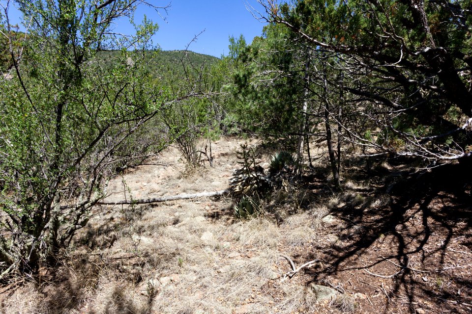 Pinos Altos Mountains
