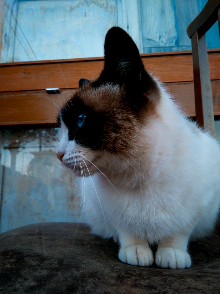 The eyes are the mirror of the soul, even if they are those of a cat