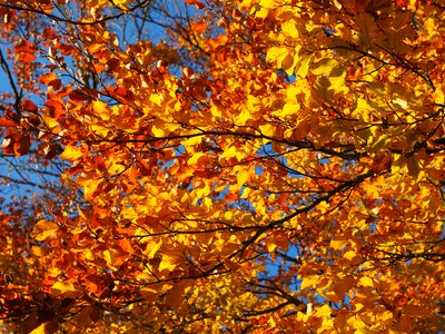 Fall foliage golden fall color