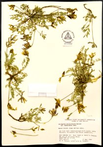 Astragalus missouriensis var. humistratus