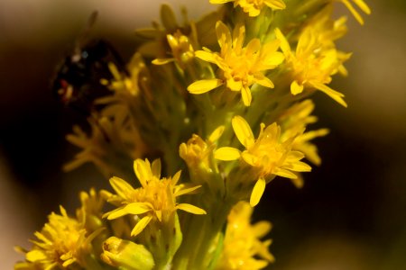 Solidago simplex