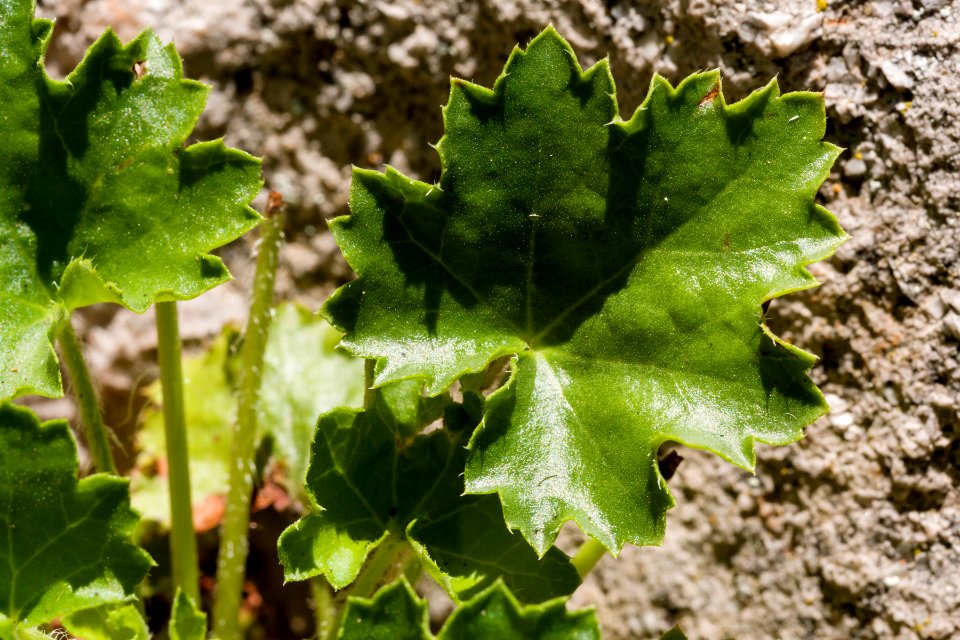 Heuchera woodsiaphila
