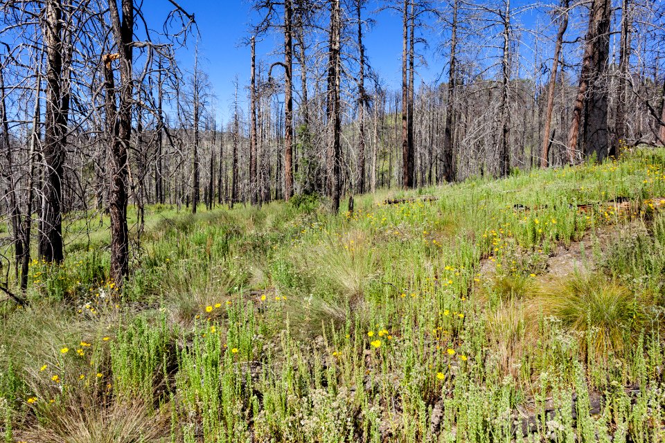 Near Quaking Aspen Canyon