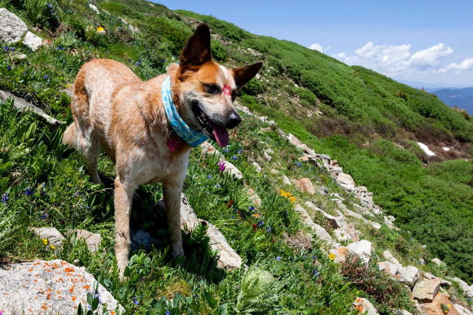 Canis lupus familiaris
