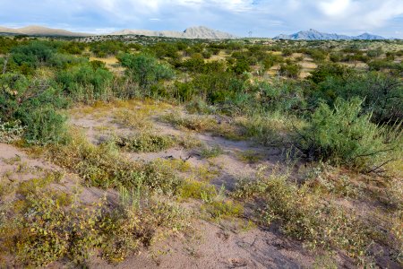 East side of the Rio Grande near Berino
