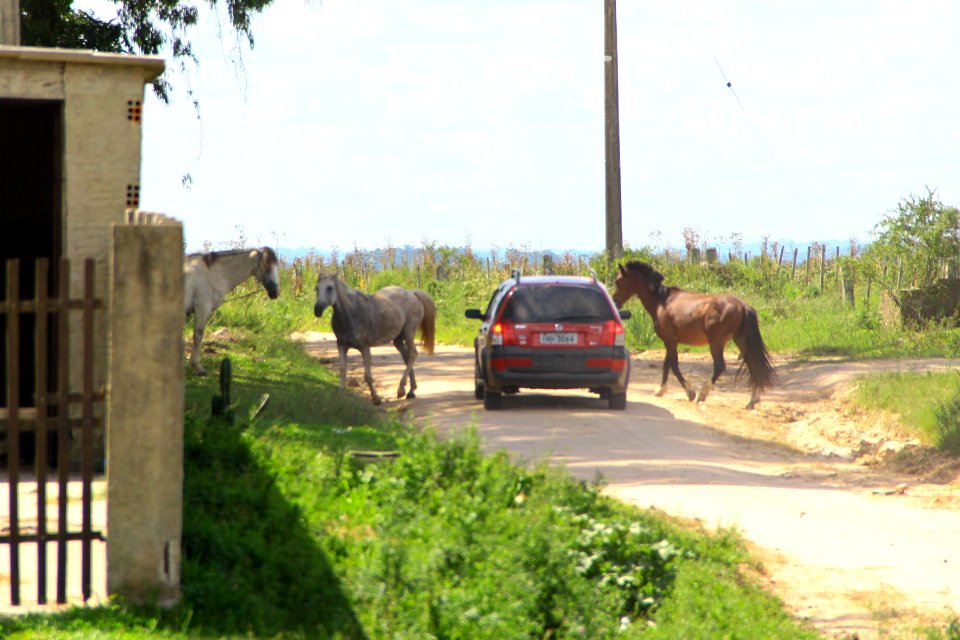 28.01.2019 - SSUI - Apreensão Cavalos Colônia Z-3 - Foto Marcel Avila