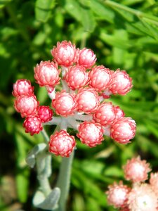 Summer pink blossom