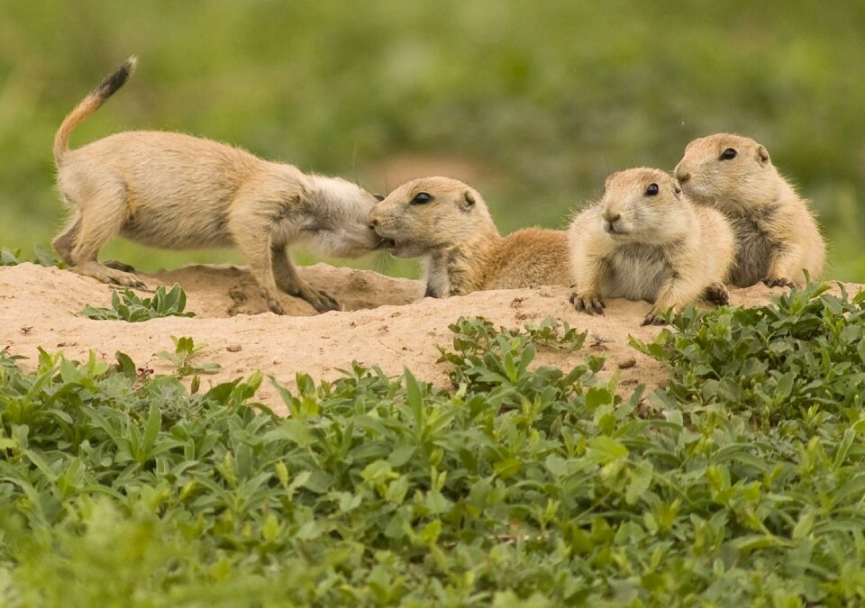 Wildlife nature wilderness