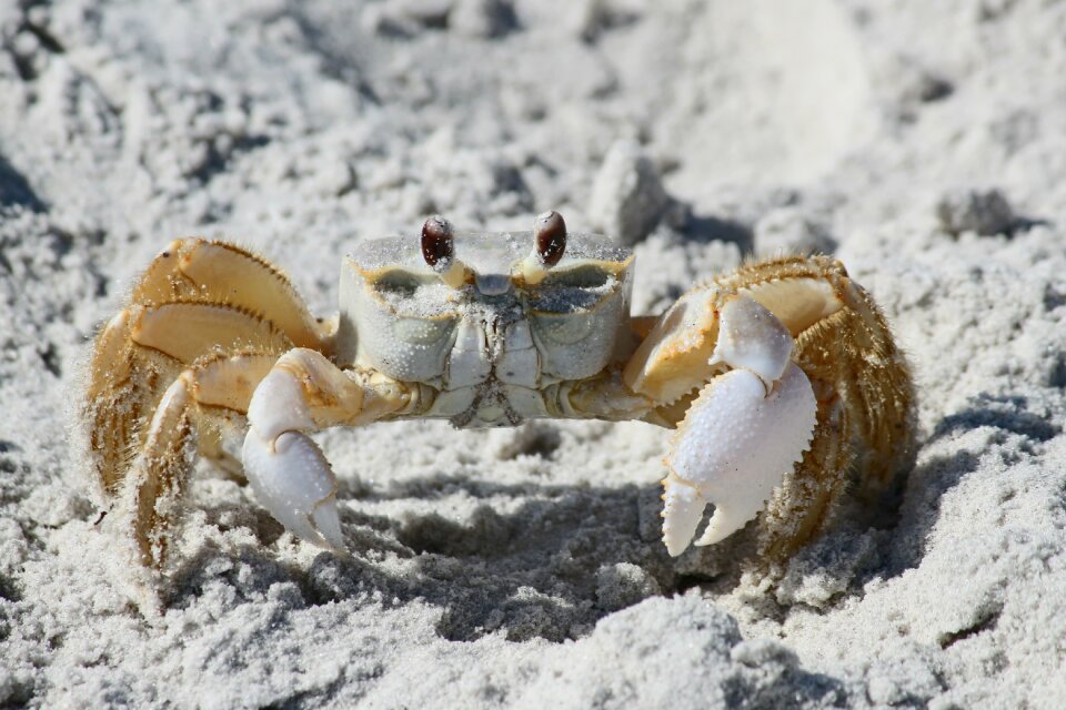 Claw animal nature