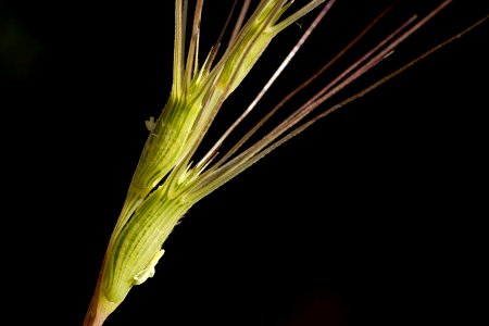 Aegilops triuncialis