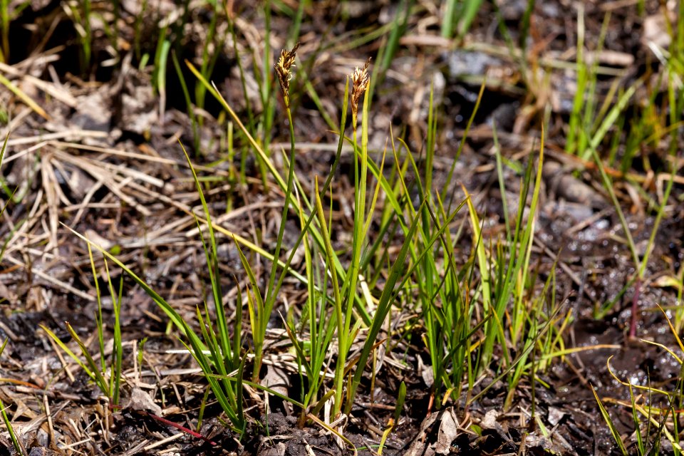 Carex siccata