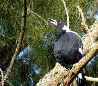 Magpie singing photo