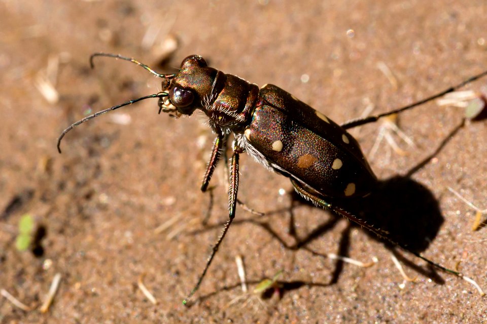 Cicindela ocellata