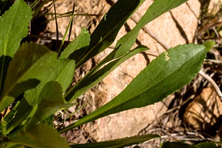 Solidago simplex