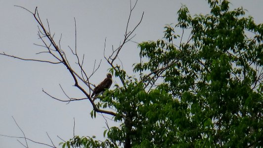 Red tailed hawk