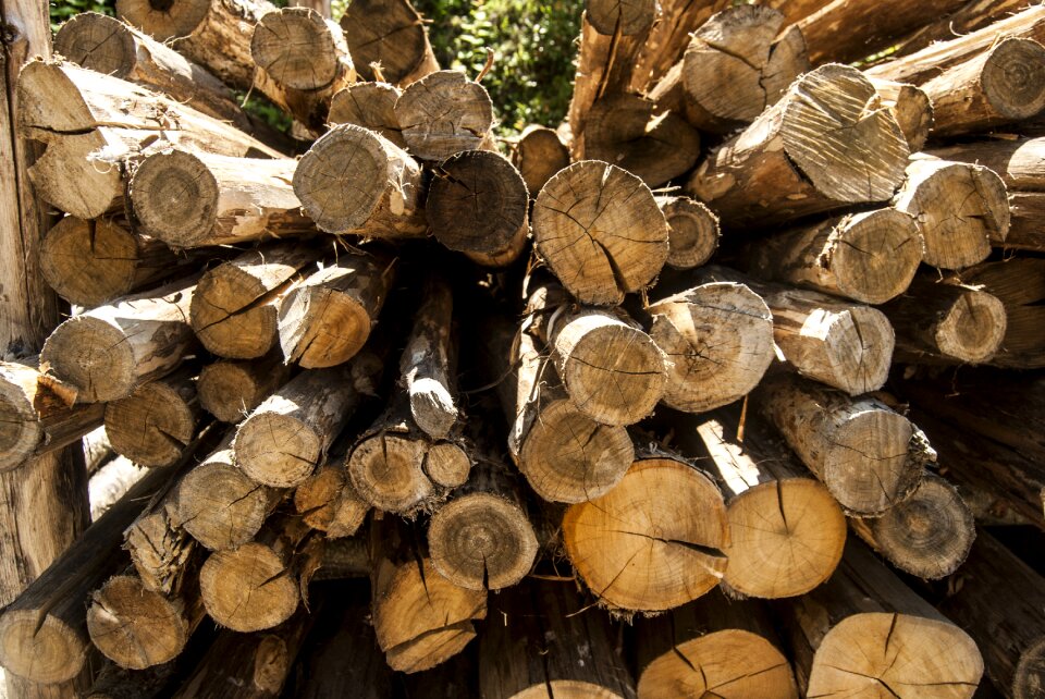 Wood trunks trunk